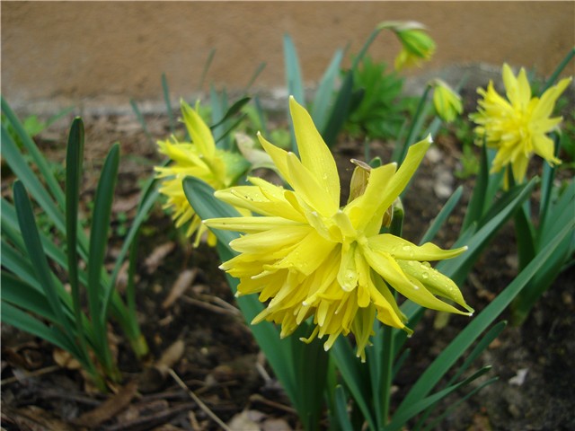 narcisi